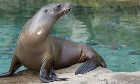 California sea lion | Smithsonian's National Zoo and Conservation Biology Institute