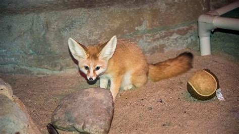 Fennec Fox Habitat