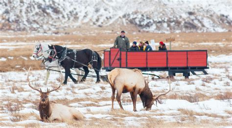 Wildlife in Jackson Hole - Jackson Hole Wildlife Safaris