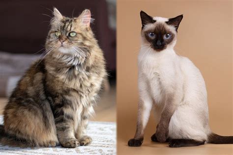 Greatest Maine Coon Mix With Siamese in the world Learn more here!