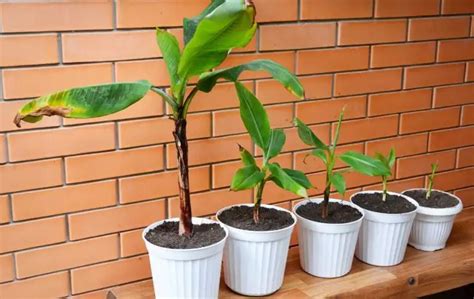 Growing Banana Plants In Pots – Slick Garden