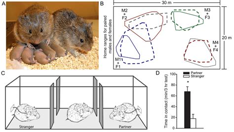 Prairie vole model. (a) Typical prairie vole family units consist of a ...