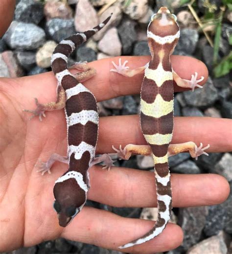 27 Most Popular Leopard Gecko Morphs (With Pictures 🦎)