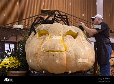 Master pumpkin carver Scott Cully, carving a giant pumpkin in Eugene, Oregon, USA Stock Photo ...