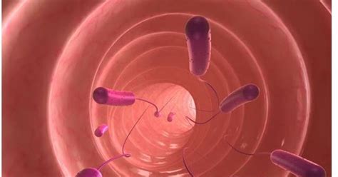 Knowledge Class: Operon Model of Gene Regulation