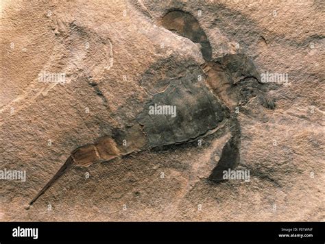 Fossils - Protostomia - Arthropoda - Merostomata - Eurypterus remipes - Silurian - United States ...