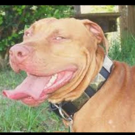 Gorgeous tan pitbull | Pitbulls, Tan pitbull, Pitbull dog