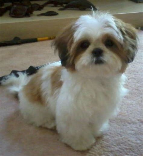 20+ Best Shih Tzu Haircuts for Summer - Shih Tzu Haircuts (2024 Guide)