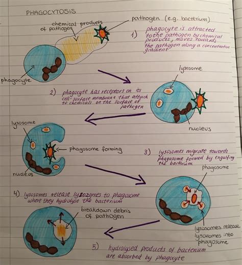 Phagocyte Diagram