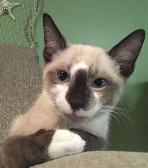 a siamese cat sitting on the arm of a couch looking at the camera with blue eyes