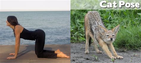 Animals Demonstrating Funny Yoga Poses (27 pics) ~ Cute Animals 4 You