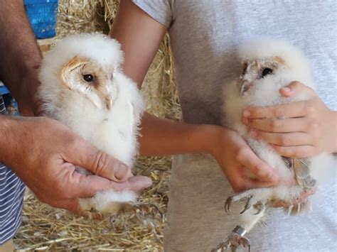 Barn Owl chicks hatch at Carr Farm - Carr Farm