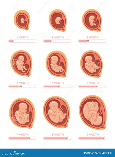 Fetal Development By Week