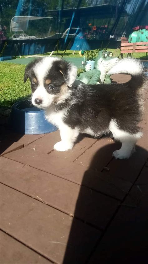 Beautiful Corgi puppies | Dogs & Puppies for Rehoming | Ottawa | Kijiji