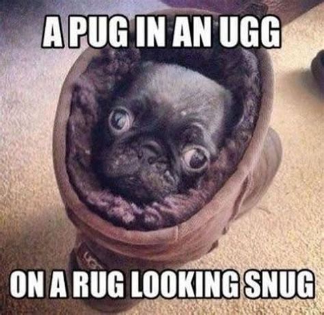 101 Lovable Pug Memes That Are Too Puggin' Cute