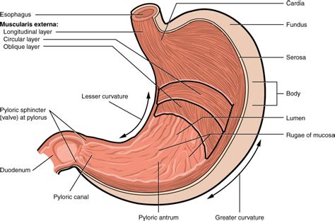 The Stomach | Anatomy and Physiology II