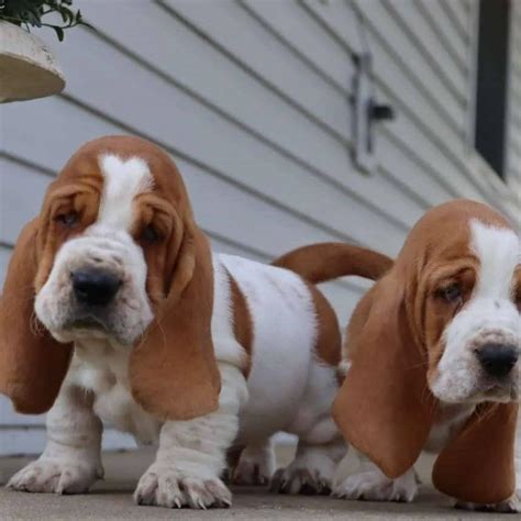 Basset Hound Puppies For Sale