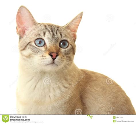 Thai cat with blue eyes. stock image. Image of eyes, blue - 19318351