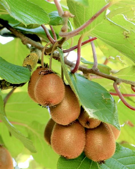 How to Grow Kiwi fruit in your home | Growing Kiwi plants | Kiwi fruit ...