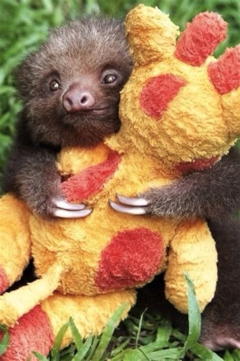 Just a baby sloth hugging a stuffed girraffe : r/aww