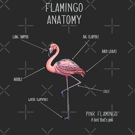 "Flamingo anatomy" by AnimalArtist | Redbubble