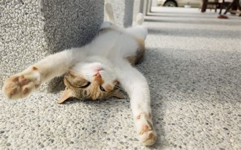 Strange Cat Behavior Explained | Jacksonville Community Pet Clinics