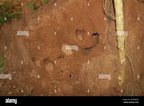 Inside termite mound Stock Photo - Alamy