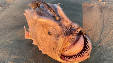 Rare deep sea fish found on San Diego beach | cbs8.com