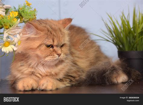 Brown Persian Cat