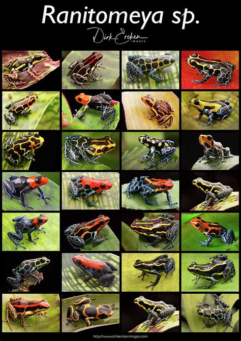 Poison dart frog species from the genus Ranitomeya Photograph by Dirk Ercken - Fine Art America