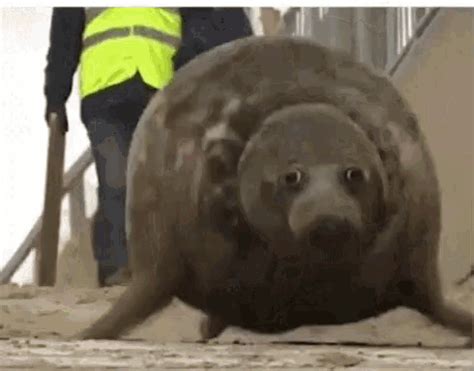 Seal Im Coming GIF - Seal ImComing Bounce - Discover & Share GIFs