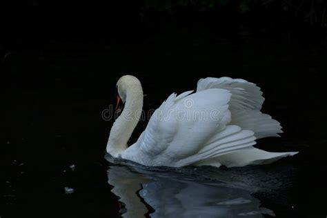 White Swan Showing Off Her Wing Feathers. Stock Photo - Image of swan, wing: 128071590