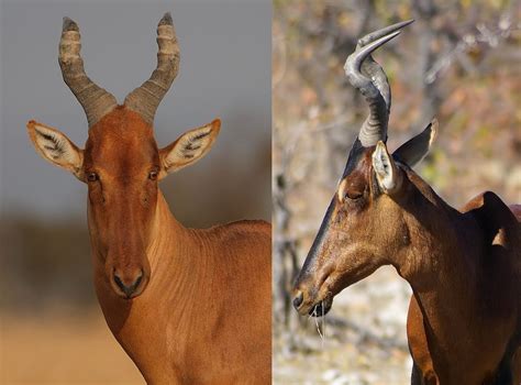 Hartebeest, Long-Faced Antelopes of Many Forms — Tetrapod Zoology