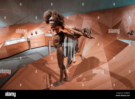 22 July 2022, Neanderthal museum, Germany: Detailed wax figures of a Homo Erectus Turkana Boy ...