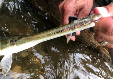 gar teeth upper Hooch 5-27-19 – Georgia Wildlife Blog