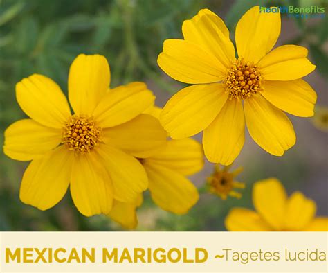 Mexican marigold facts and health benefits