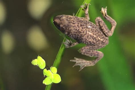 Surprising African Dwarf Frog Facts