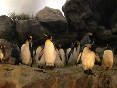 Top 5 Penguin Exhibits - Zoo With Us