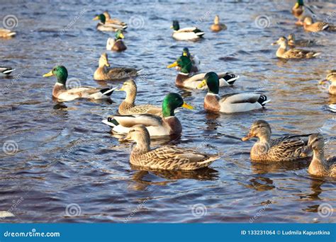 Family of Ducks Swimming in the Pond Stock Photo - Image of fresh, large: 133231064