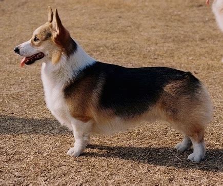 Welsh Corgi Full Grown