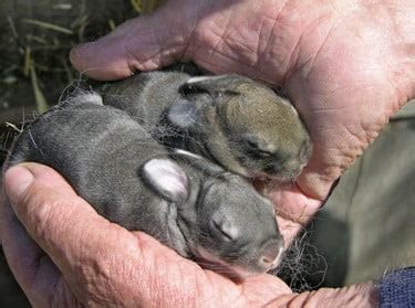 Can You Hold A Wild Baby Bunny | 1000 Animal