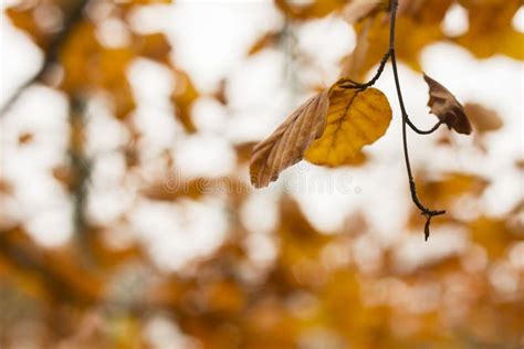 Beech Tree Leaves in Autumn Stock Photo - Image of blur, field: 95777300