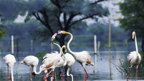 Keoladeo National Park - History, Location, Details, Ticket Price, Timings | Adotrip