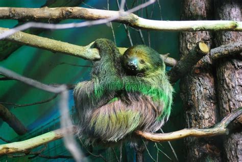 Sloth Animal Sleeping on a Tree Trunk Stock Photo - Image of trunk, sleepy: 29359472