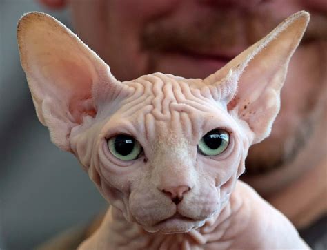 Hairless sphynx cat breed traces origin story to kitten born in Toronto | CTV News