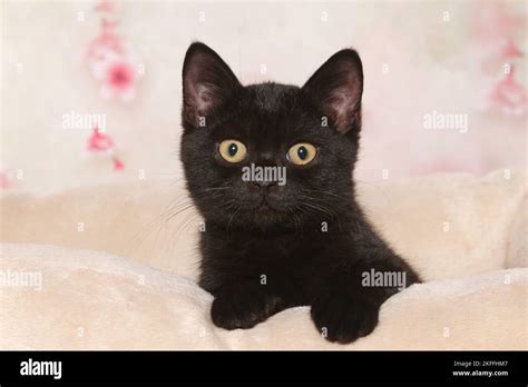 British Shorthair Kitten Stock Photo - Alamy