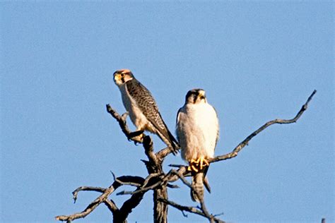 Lanner Falcon 001 – Friends of Hwange Trust