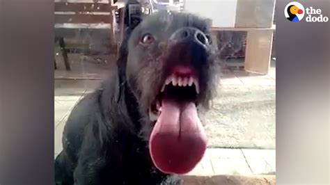 Dog Licks Window - YouTube