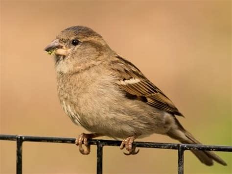 Male Juvenile Female Male Juvenile House Sparrow - pic-loaf