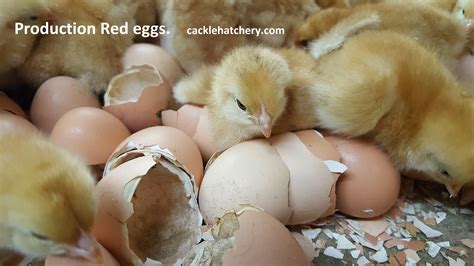 Production Red Fertile Hatching Eggs for Sale - Fresh/Fertile Eggs ...